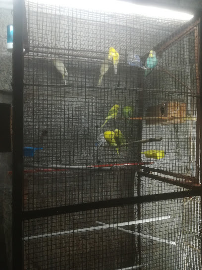 Super Todo Cien Chino